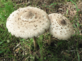 P1030745a.jpg