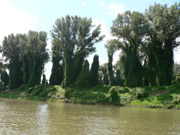 P1030382a.jpg