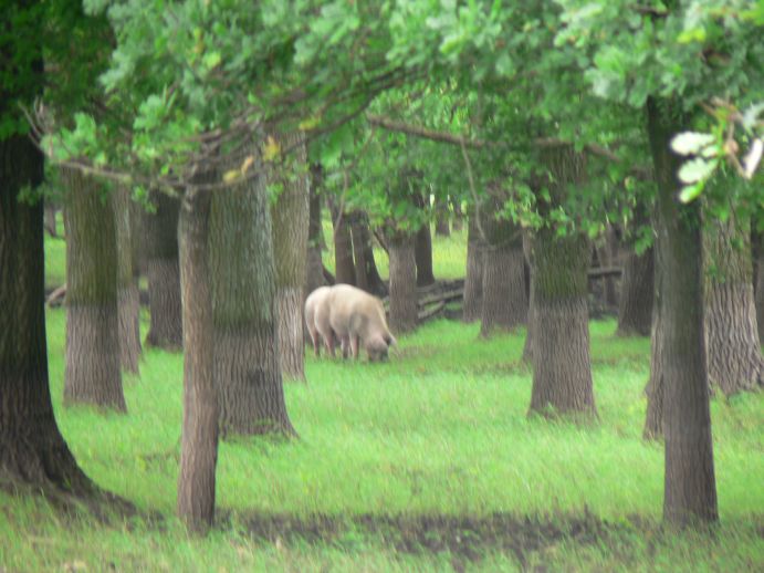 P1010839a.jpg