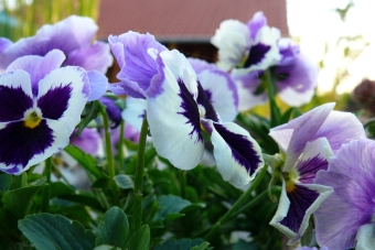 P1010435a.jpg