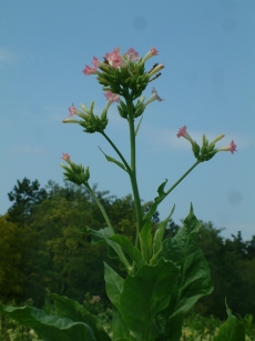 DSCF0254a.jpg
