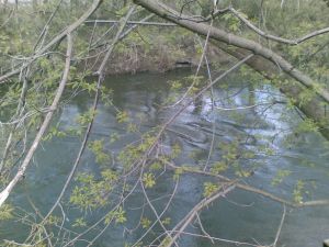 20100411(003)a.jpg