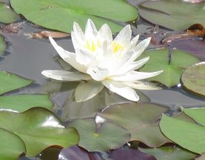 IMG_0244h.jpg