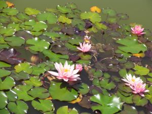 IMG_0246h.jpg