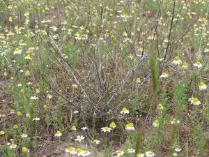 IMG_9444h.jpg