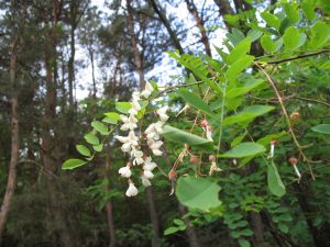 IMG_9455h.jpg