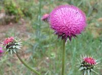 IMG_9484h.jpg
