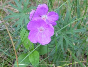 IMG_9506h.jpg