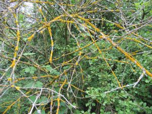 IMG_9527h.jpg