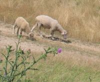 IMG_4769nt.jpg
