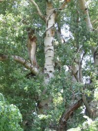 IMG_4798nt.jpg