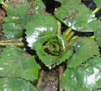 IMG_4842nt.jpg