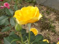 DSCN5143h.jpg