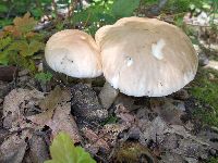 DSCN5018h.jpg