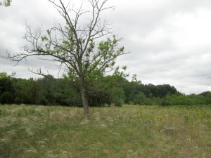 IMG_0095h.jpg