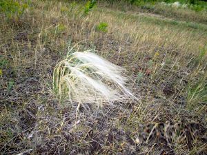 IMG_0096h.jpg