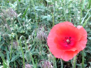 IMG_0103h.jpg