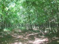 IMG_0313h.jpg