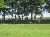 IMG_0353h.jpg