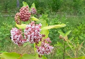 20230617_120306h.jpg