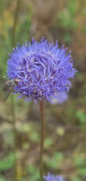 gilia.jpg