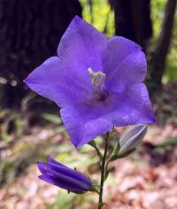 IMG_E1318x.jpg