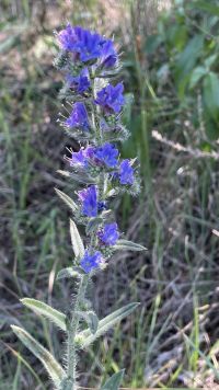 IMG_E5152h.jpg