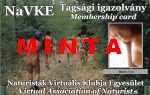 cica_minta00c.jpg